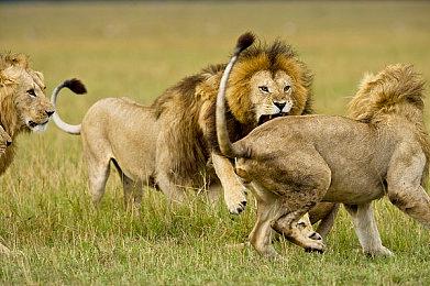 抢先体验：枪战实验室全面削弱连狙，来玩投石机啦！