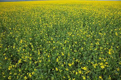 《暗黑4》新赛季上线后热度暴跌 玩家流失严重